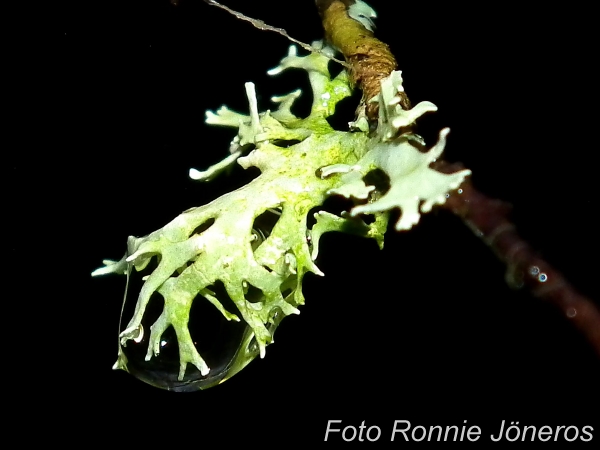 Blåslav med vattendroppe (Hypogymnia physodes)